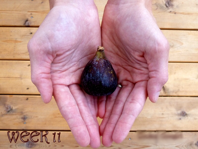 Week 11 – size of a fig